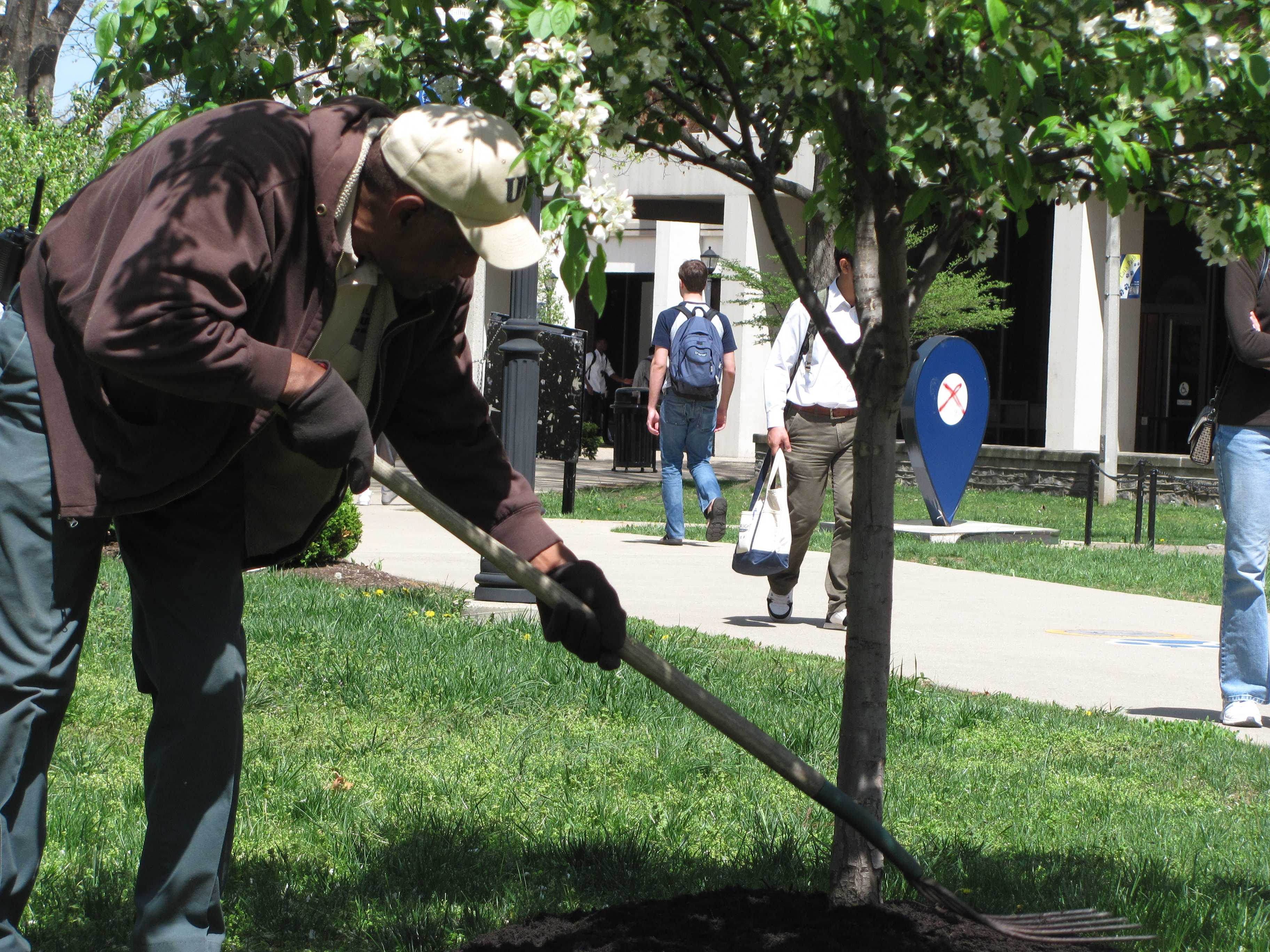 UK staff shovels dirt on tree on UK campus outside Whitehall Classroom Building.