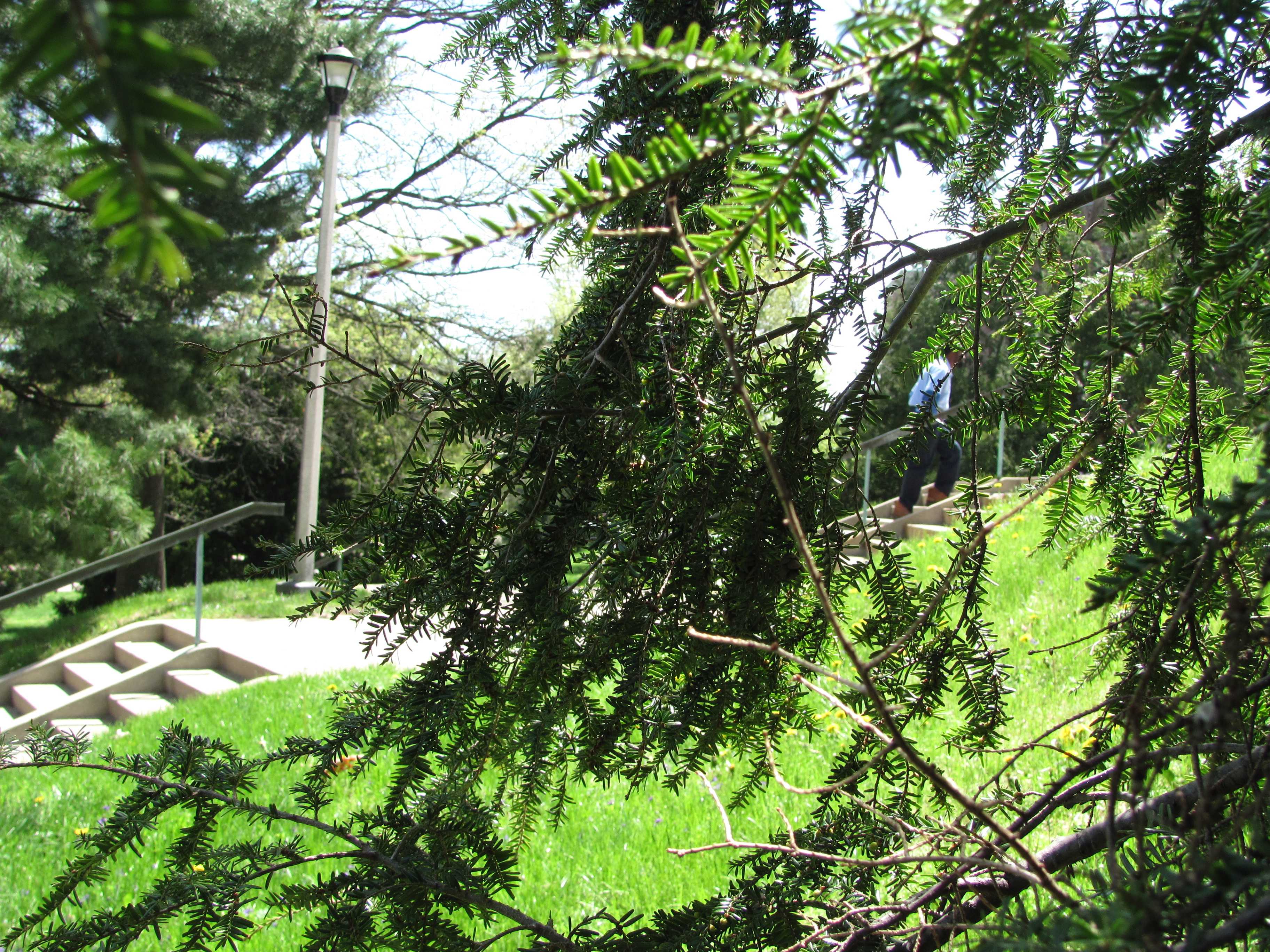 Person walking up stairs on UK's campus, obscured by tree branches.