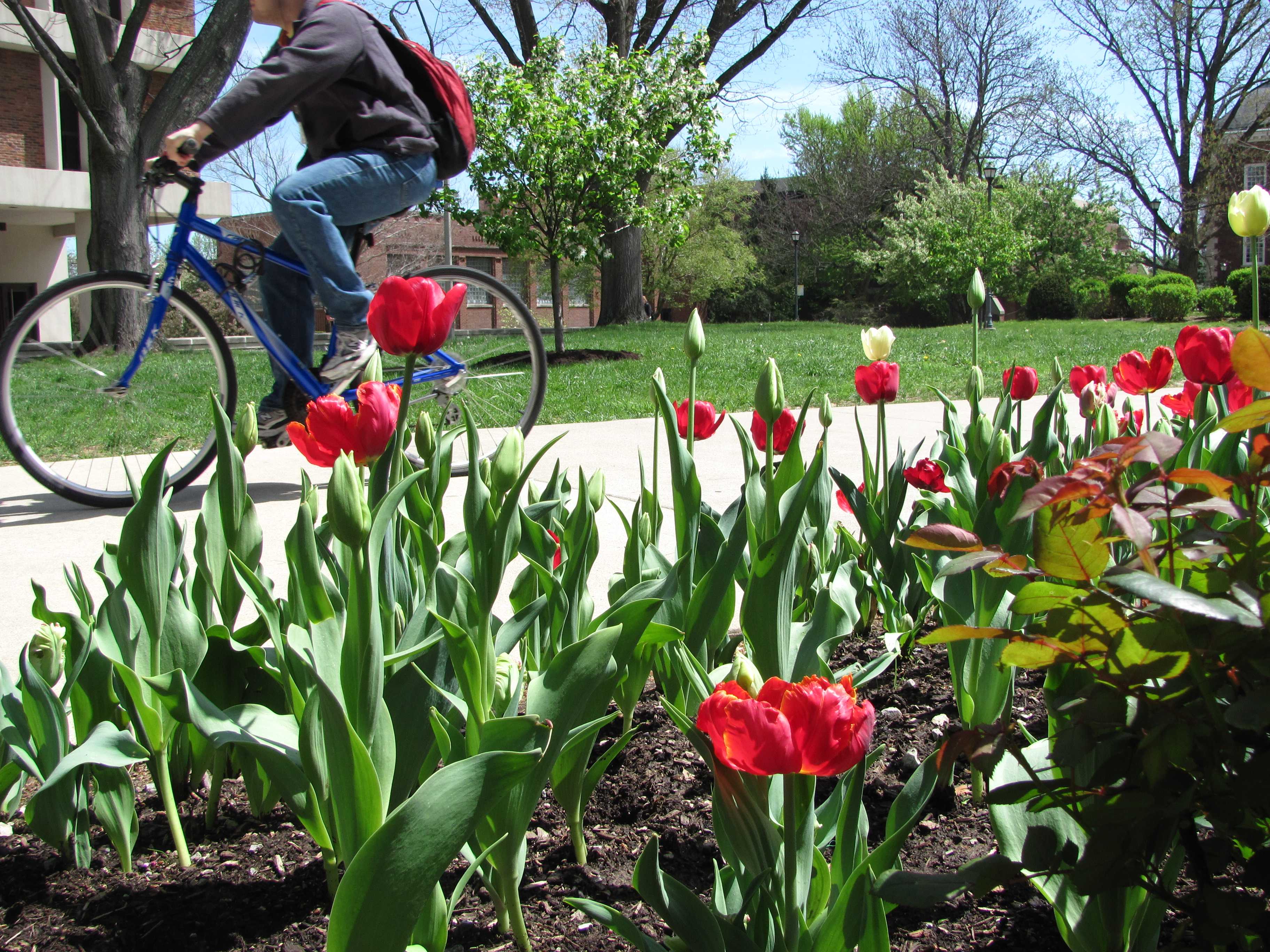 Person rides bicycle on UK campus past patch of red tulips.