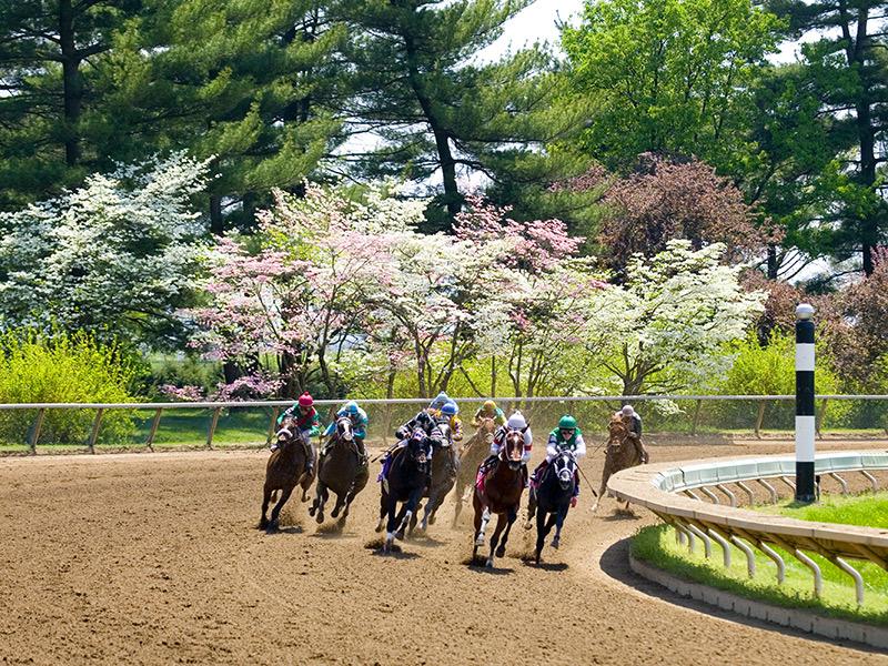 horses on racetrack