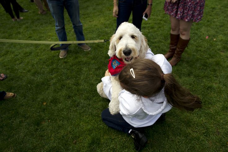 Puppy Stress Therapy